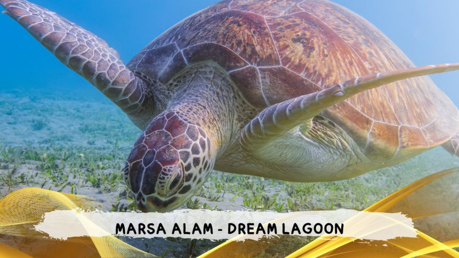 2026 marsa alam da roma dream T IN4