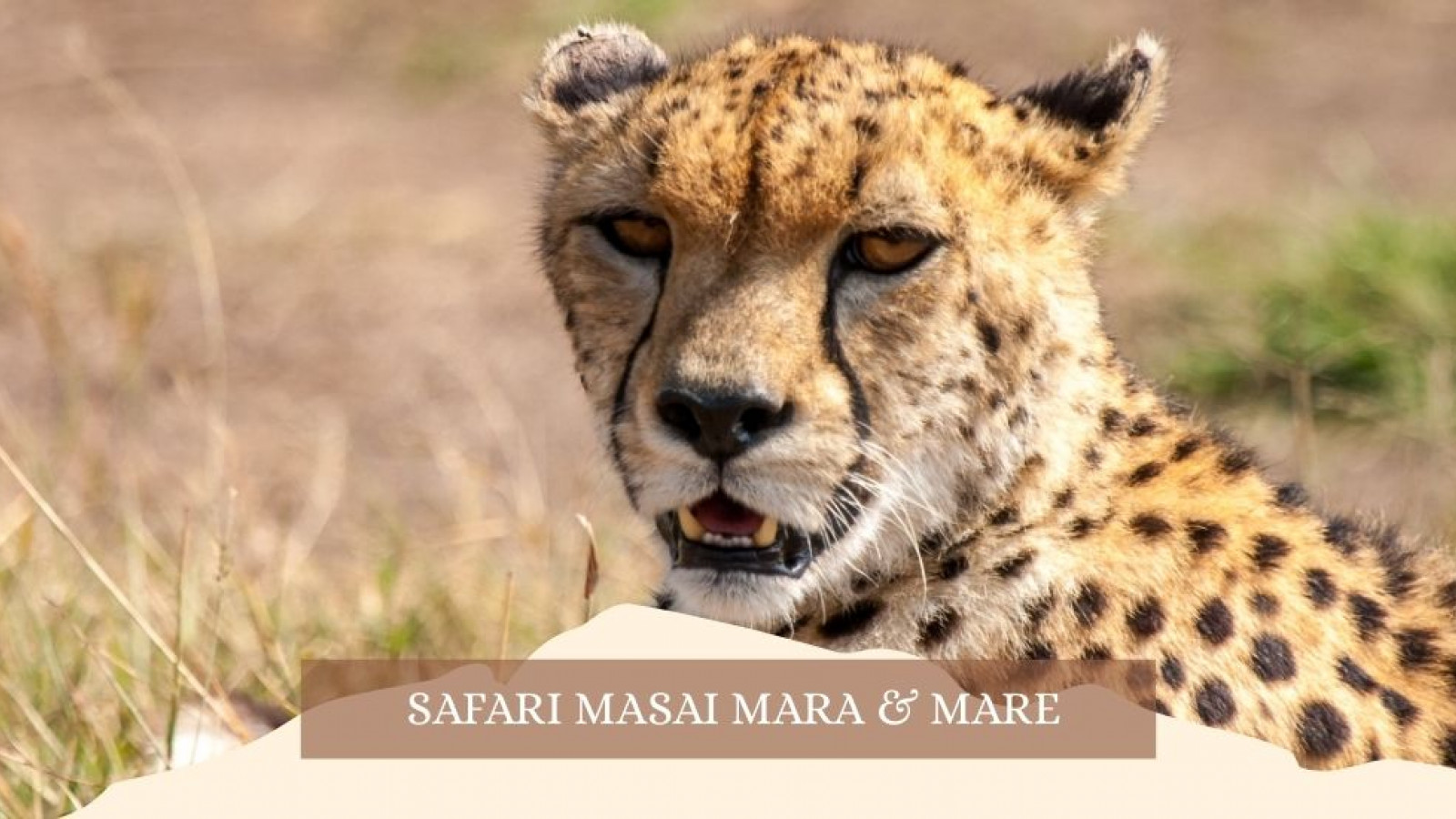 2025 africa masai mara e mare gennaio marzo 26 IN4