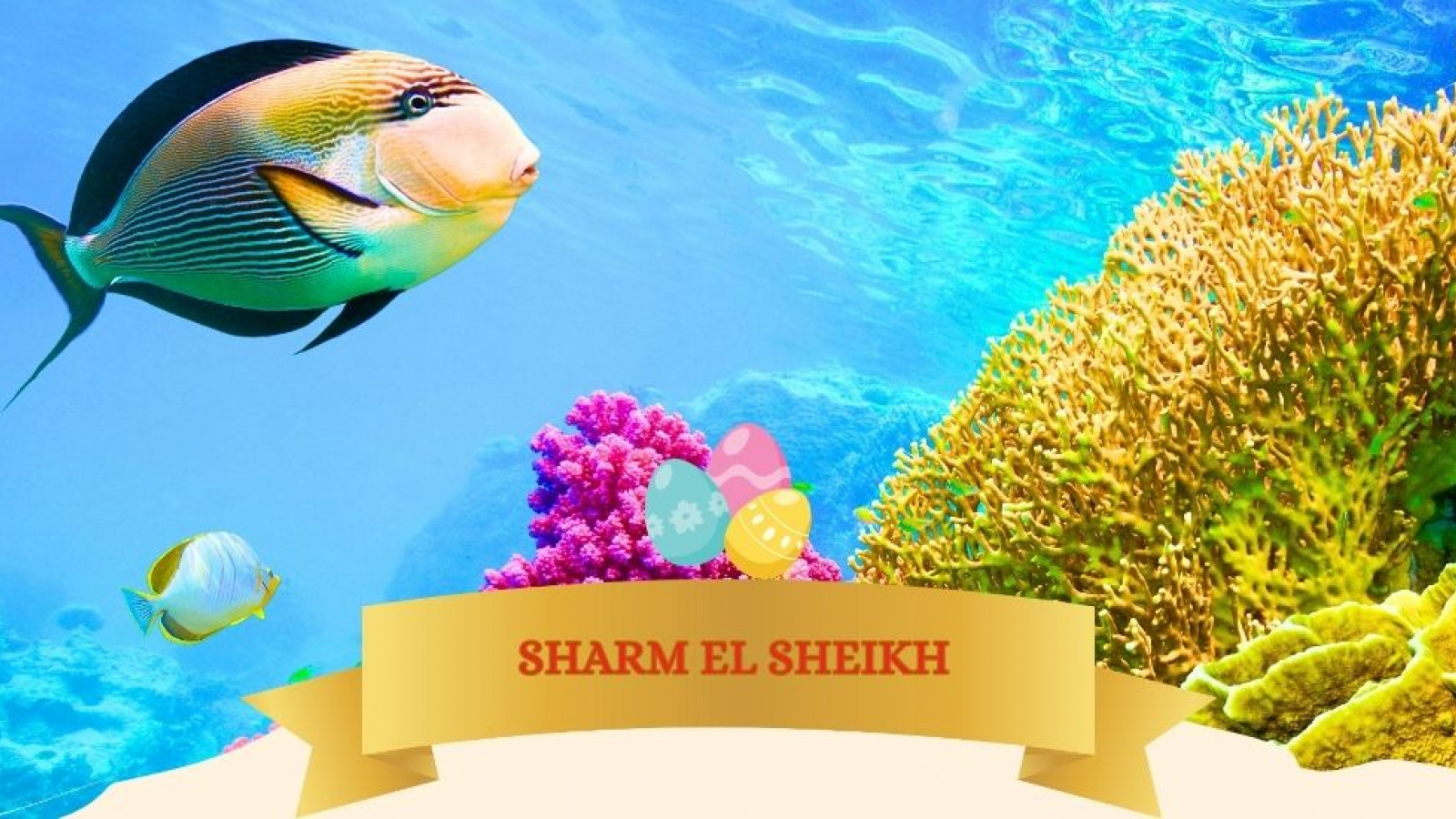 2026 sharm el sheikh T ponti IN4