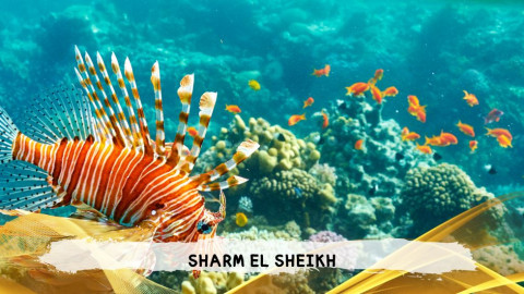 2026 sharm el sheikh da bologna T IN4