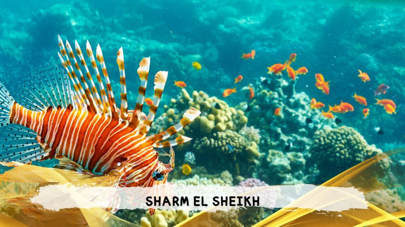 2026 sharm el sheikh da bologna T IN4