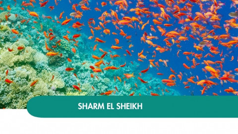 2026 sharm el sheikh halloween T IN4