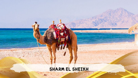 2026 sharm el sheikh da roma queen T IN4